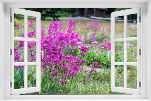 Fototapeta Naklejka Na Ścianę Okno 3D - nordic pink meadow flower