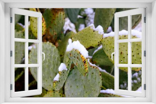 Fototapeta Naklejka Na Ścianę Okno 3D - Desert Cacti covered in snow during a rare winter storm in Tucson AZ