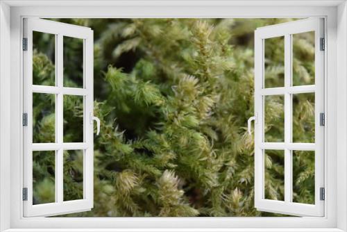Fototapeta Naklejka Na Ścianę Okno 3D - the moss on the ground