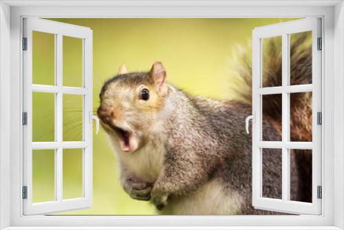 Fototapeta Naklejka Na Ścianę Okno 3D - Close up of a grey squirrel yawning
