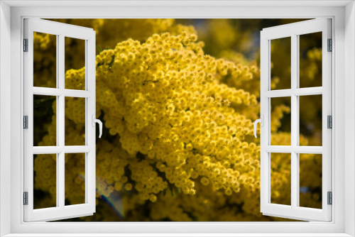 Fototapeta Naklejka Na Ścianę Okno 3D - mimosa in a splendid day