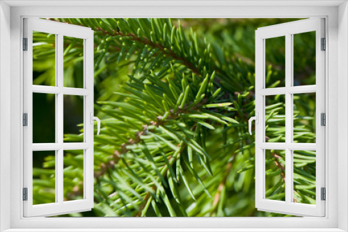 Fototapeta Naklejka Na Ścianę Okno 3D - fresh  green spruce close-up