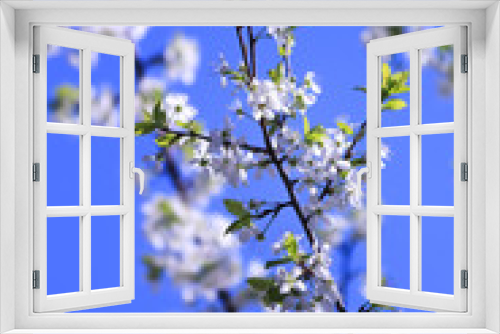 Fototapeta Naklejka Na Ścianę Okno 3D - white flowers of cherry tree in spring. Blue sky