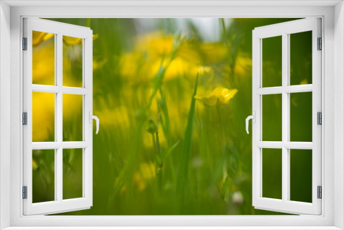 Fototapeta Naklejka Na Ścianę Okno 3D - Dreamy field of yellow field flowers in green grass