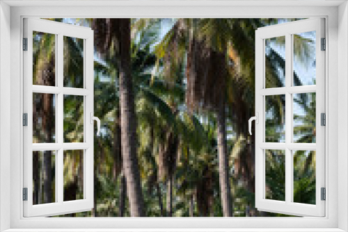 Fototapeta Naklejka Na Ścianę Okno 3D - coconut palm trees farm in Thailand
