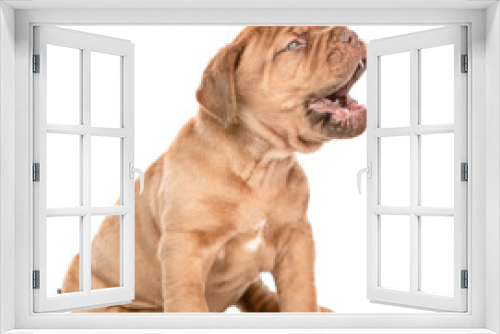 Fototapeta Naklejka Na Ścianę Okno 3D - Side view of a mastiff puppy barking, sitting. Isolated on white background