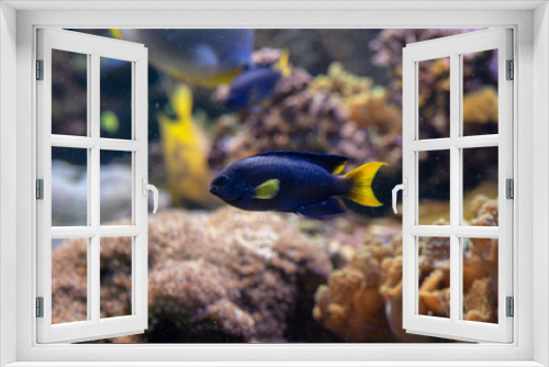 Fototapeta Naklejka Na Ścianę Okno 3D - Blue fish with yellow tail and fins