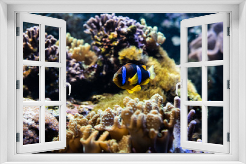 Fototapeta Naklejka Na Ścianę Okno 3D - Orange clownfish swimming in a coral reef