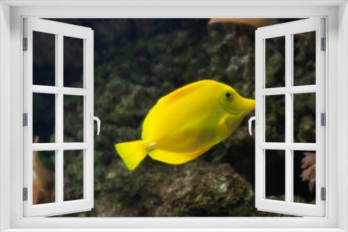 Fototapeta Naklejka Na Ścianę Okno 3D - Yellow fish in a coral reef