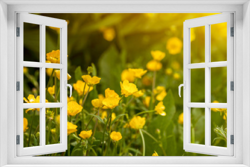 Fototapeta Naklejka Na Ścianę Okno 3D - spring flowering buttercups on lush green grass in sunrize lighting