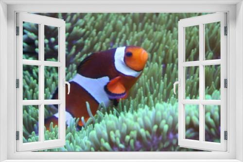 Fototapeta Naklejka Na Ścianę Okno 3D - Clown Fish