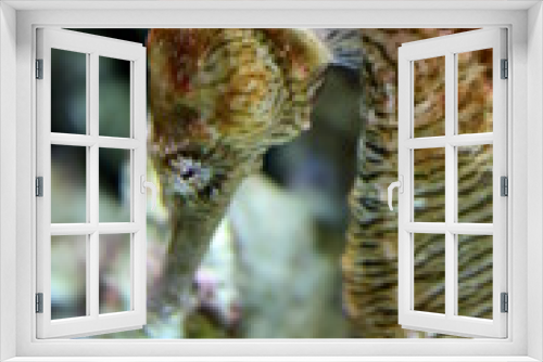 Fototapeta Naklejka Na Ścianę Okno 3D - Seahorse