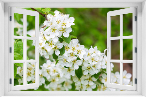 Fototapeta Naklejka Na Ścianę Okno 3D - Flowers on pear branches in spring