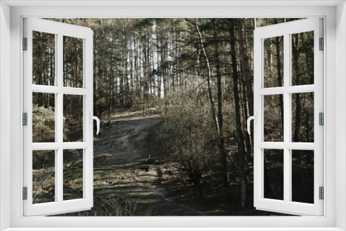 Fototapeta Naklejka Na Ścianę Okno 3D - Forest road on a sunny day early spring