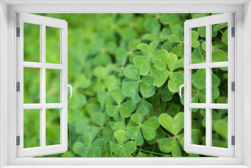 Fototapeta Naklejka Na Ścianę Okno 3D - green clover background