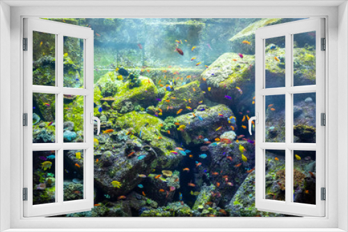 Fototapeta Naklejka Na Ścianę Okno 3D - A lot of fish in a large decorative aquarium.