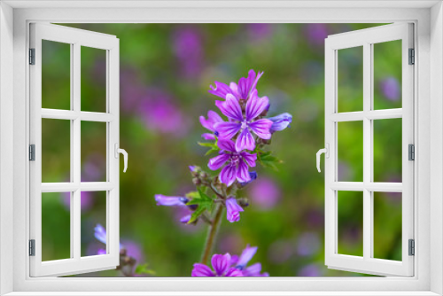 Fototapeta Naklejka Na Ścianę Okno 3D - Purple Wildflowers on a Sunny Day in Italy
