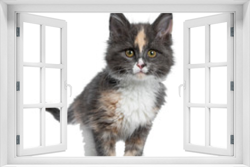 Fototapeta Naklejka Na Ścianę Okno 3D - Cute tortie bicolor Maine Coon cat kitten, standing half side ways. Looking straight ahead beside camera with brown /green eyes. Isolated on white background.