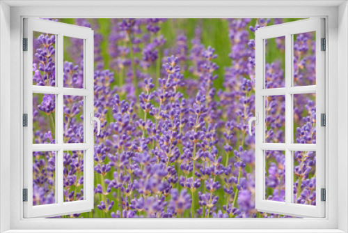 Fototapeta Naklejka Na Ścianę Okno 3D - Lavender angustifolia, lavandula blossom in herb garden in morning sunlight