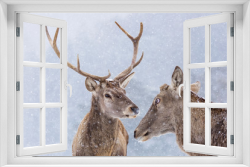 Fototapeta Naklejka Na Ścianę Okno 3D - Portrait of a deer in winter season and snowing.