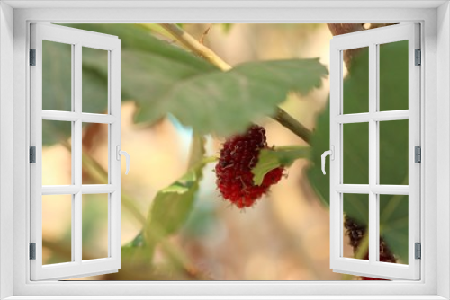 Fototapeta Naklejka Na Ścianę Okno 3D - mulberry on the branch