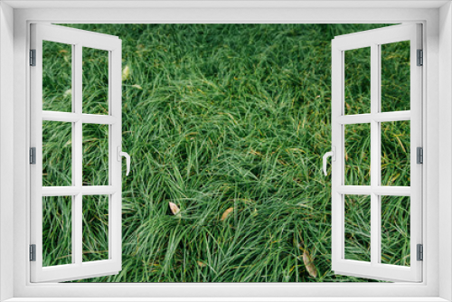 Fototapeta Naklejka Na Ścianę Okno 3D - grassland in spring, background