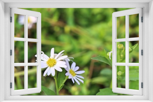 Fototapeta Naklejka Na Ścianę Okno 3D - Daisy flower in tropical