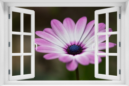 Fototapeta Naklejka Na Ścianę Okno 3D - Makro kwitnącej gerbery