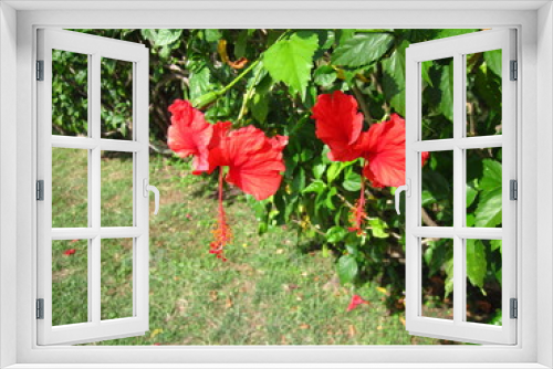 Fototapeta Naklejka Na Ścianę Okno 3D - red hibiscus flowers in the garden