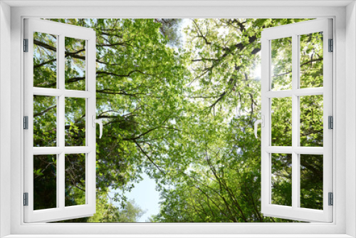 Fototapeta Naklejka Na Ścianę Okno 3D - 森林の公園