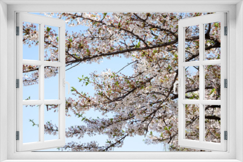 Fototapeta Naklejka Na Ścianę Okno 3D - herry blossom is booming in spring of Gyeongbokgung Palace in seoul, korea. 14 April 2018