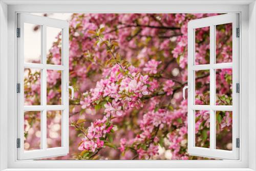 Fototapeta Naklejka Na Ścianę Okno 3D - Branches of flowering Apple trees in the spring, pink flowers.