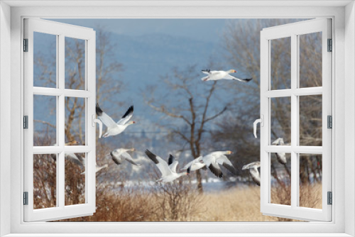 Fototapeta Naklejka Na Ścianę Okno 3D - White Snow Goose