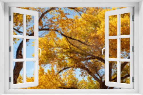 Fototapeta Naklejka Na Ścianę Okno 3D - golden yellow autumn leaves on trees in California USA
