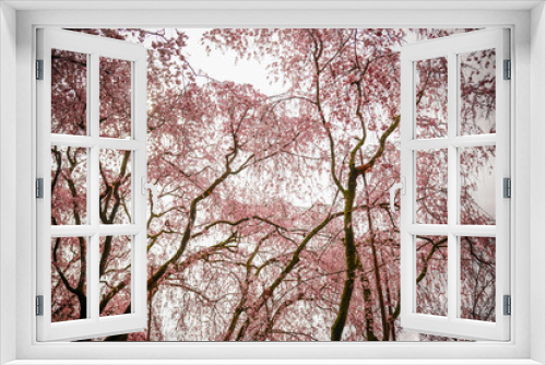 Fototapeta Naklejka Na Ścianę Okno 3D - Cherry blossom at garden in Kyoto, Japan