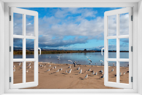 Fototapeta Naklejka Na Ścianę Okno 3D - Flock of Seagulls [Laridae] at McGrath state park marsh estuary nature preserve where the Santa Clara river meets the Pacific ocean at the Ventura beach in California United States