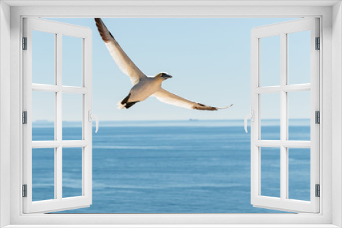 Fototapeta Naklejka Na Ścianę Okno 3D - Fliegender Seevogel vor blauem Himmel und Meer