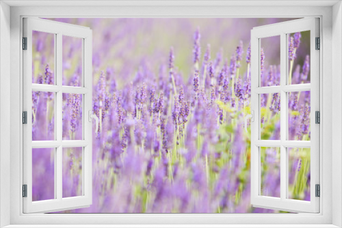 Fototapeta Naklejka Na Ścianę Okno 3D - Evening light over purple flowers of lavender. Violet bushes at the center of picture. Lavender bushes closeup on evening light. Provence region of france.