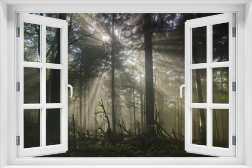 Fototapeta Naklejka Na Ścianę Okno 3D - Sun and fog in the forest landscape
