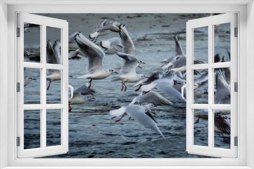 Fototapeta Naklejka Na Ścianę Okno 3D - oiseaux en vol