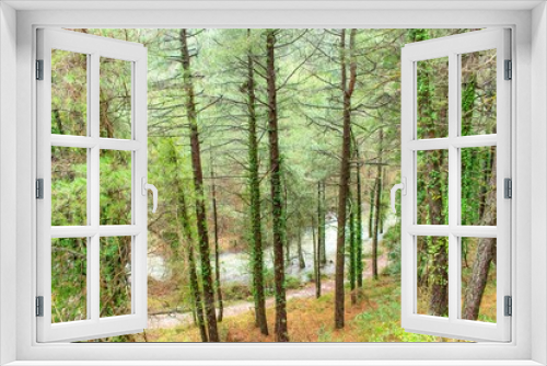 Fototapeta Naklejka Na Ścianę Okno 3D - An elevated view of a river in flood through the forrest of central Spain, with trees trapped in the water.