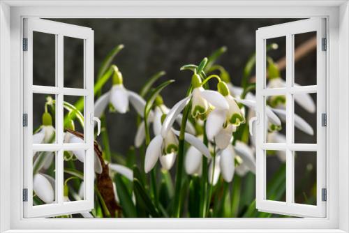 Fototapeta Naklejka Na Ścianę Okno 3D - Early flowering Snowdrops (Galanthus Amaryllidaceae) in sunlight