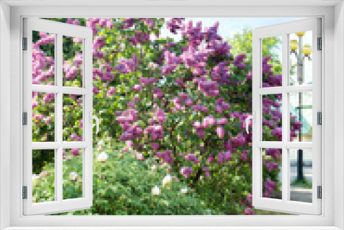 Fototapeta Naklejka Na Ścianę Okno 3D - Lilac bush and tree peony
