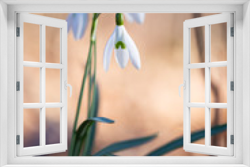 Fototapeta Naklejka Na Ścianę Okno 3D -  Spring flower snowdrop is the first flower in the end of winter and the beginning of spring.