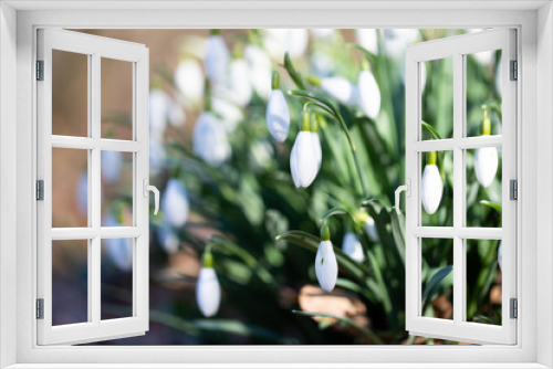 Fototapeta Naklejka Na Ścianę Okno 3D -  Spring flower snowdrop is the first flower in the end of winter and the beginning of spring.