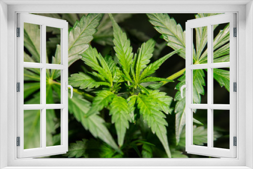 Fototapeta Naklejka Na Ścianę Okno 3D - growing medical marijuana indoor