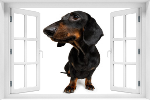 Fototapeta Naklejka Na Ścianę Okno 3D - close up curious dog view