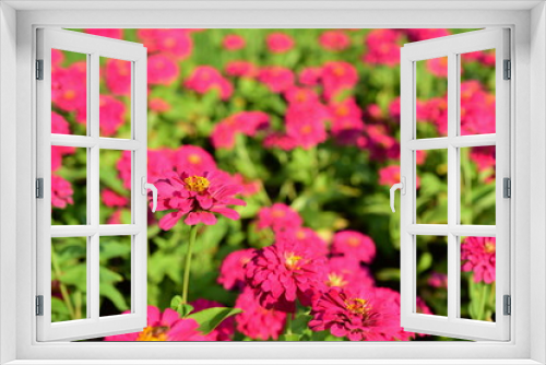 Fototapeta Naklejka Na Ścianę Okno 3D - closeup of pink flowers in the garden