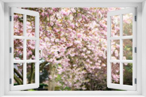 Fototapeta Naklejka Na Ścianę Okno 3D - Pink Cherry Trees in Bloom in Park during Spring