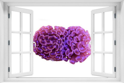 Fototapeta Naklejka Na Ścianę Okno 3D - Euphyllia hammer LPS coral isolated shot 